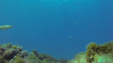 Catalina Reef with Water Surface Stock Footage 55576385