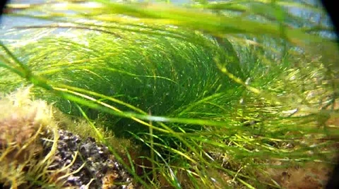 CATALINA UNDERWATER Stock Footage 10854246