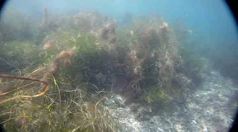CATALINA UNDERWATER Stock Footage 10854311