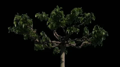 Catalpa 01 Stock Footage 11075360