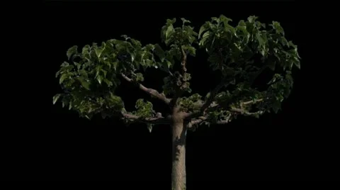 Catalpa 02 Stock Footage 11076027