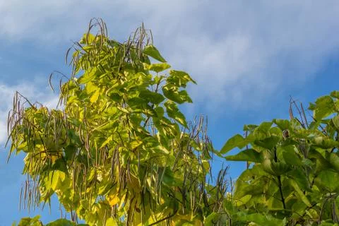 Catalpa bignonioides Stock Photos