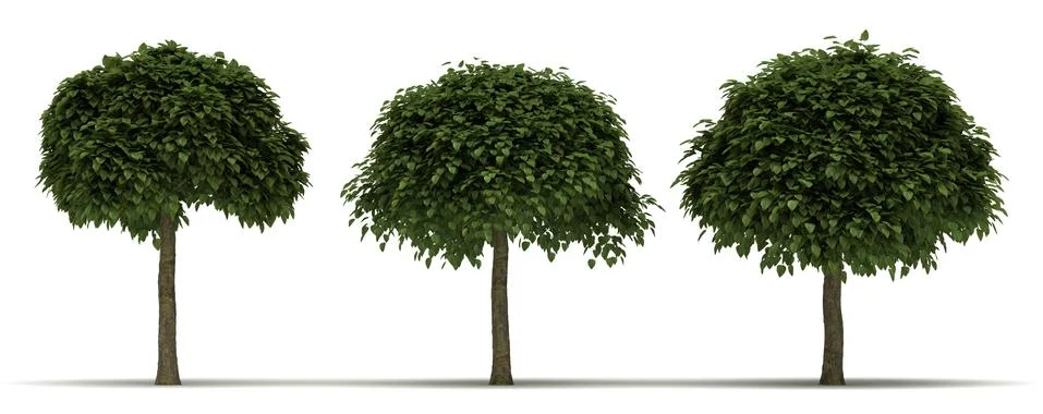 Catalpa bignonioides Tree Stock Illustration