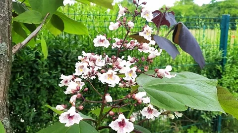 Catalpa flowers Stock Footage 278334825