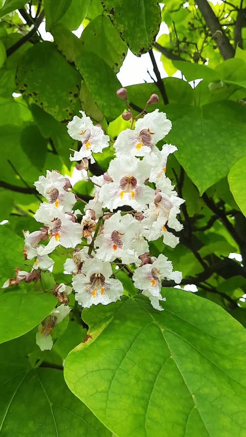 Catalpa flowers Stock Footage 278826617