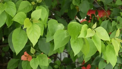 Catalpa Leafs Stock Footage 147241845