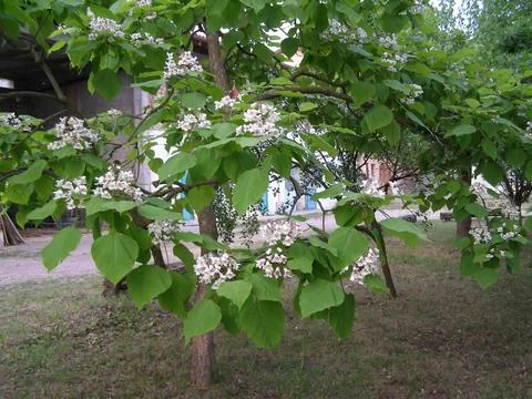 Catalpa tree scient. class. Bignoniaceae Foto stock
