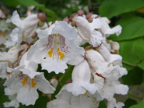 Catalpa tree scient. class. Bignoniaceae Stock Photos