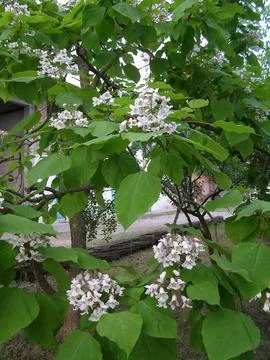 Catalpa tree scient. class. Bignoniaceae Stock Photos