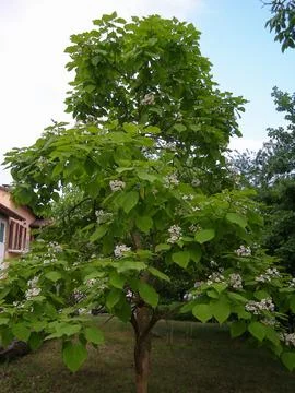 Catalpa tree scient. class. Bignoniaceae Foto stock