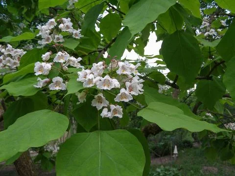 Catalpa tree scient. class. Bignoniaceae Stock Photos