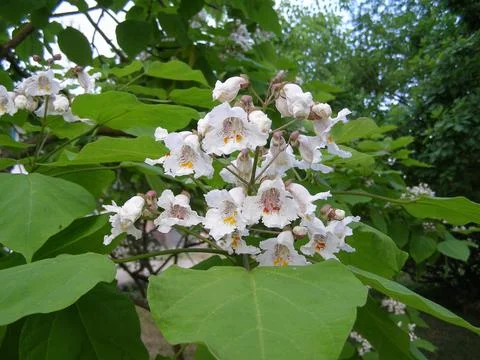 Catalpa tree scient. class. Bignoniaceae Foto stock