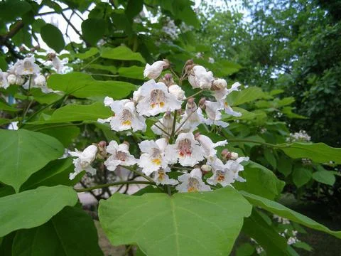 Catalpa tree scient. class. Bignoniaceae Foto stock