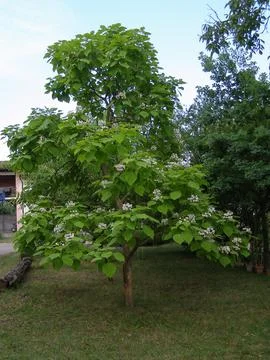 Catalpa tree scient. class. Bignoniaceae Stock Photos