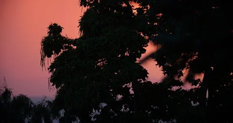 Catalpa tree sunset Stock Footage 104110559