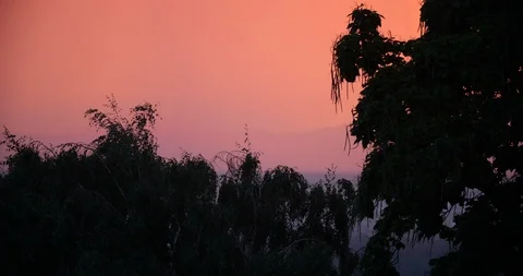 Catalpa tree sunset wide Stock Footage 104110546
