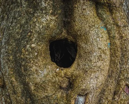 Catalpa-tree-trunk-hole Stock Photos