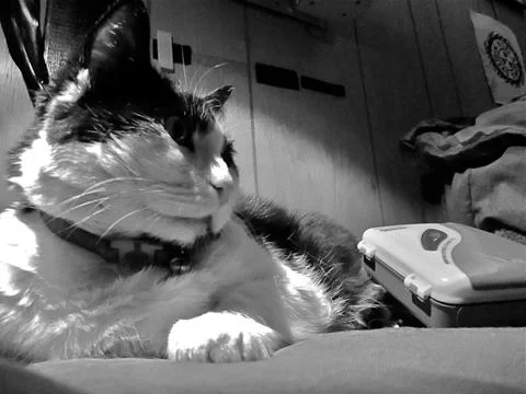 CatandPlayer Stock Photos