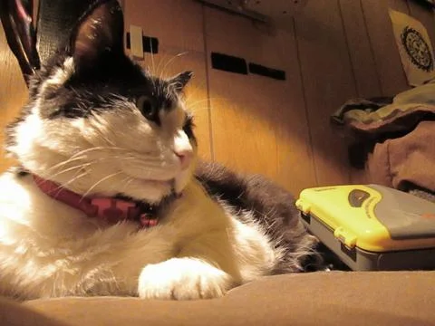 CatandPlayerC Stock Photos