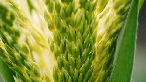 Catapillar Crawling On the Leaf Stock Footage 137524213