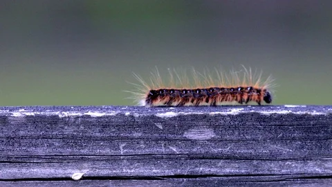 Catapillar walking Stock Footage 75449284