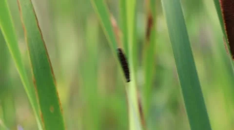 Catapiller Stock Footage 11518156