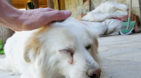 Cataract dog eye Stock-Footage 51365907