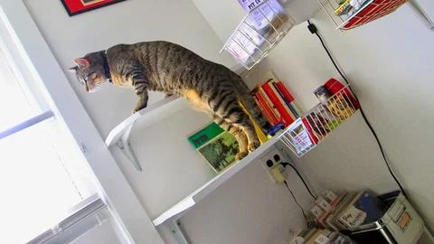 CatatWindow Stock Photos