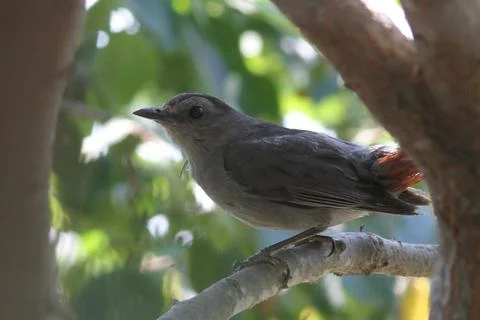 Catbird on branch Stock Photos