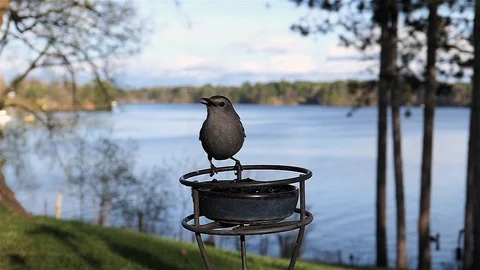 Catbird eats some grape jelly then takes off. Stock Footage 123445785