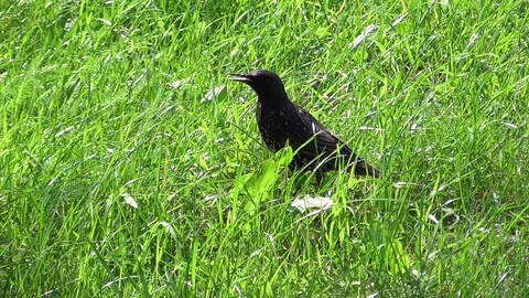 Catbird Vídeo Stock 130137759