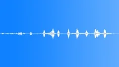 Catbird imitating catSound Effect