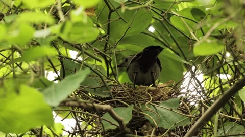 Catbird incubating eggs 4K Stock Footage 276710554