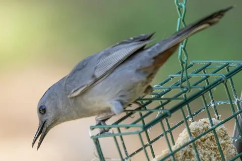 Catbird With an Open Beak Stock Photos