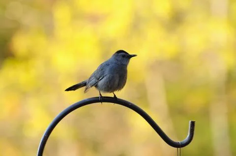 Catbird on perch Fotos de archivo