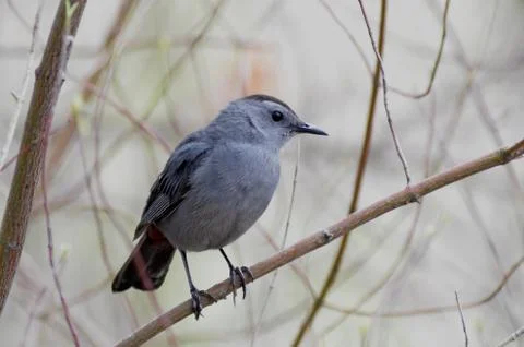 Catbird Stock Photos