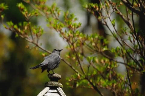 Catbird Fotos de archivo