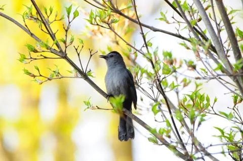 Catbird Fotos de archivo