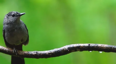 Catbird Rain Stock Footage 23118589