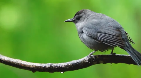 Catbird Rain Shake Stock Footage 23118641