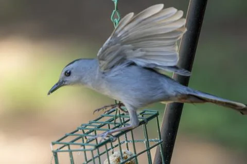 Catbird With Wings Spread Stock Photos