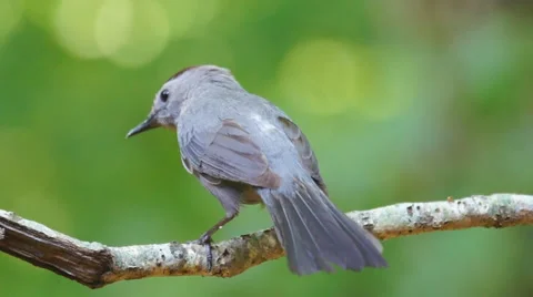 Catbird Wren Видео 6837910