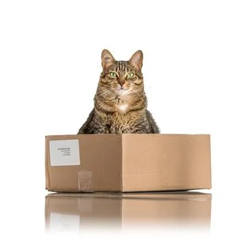 Catbox Stock Photos