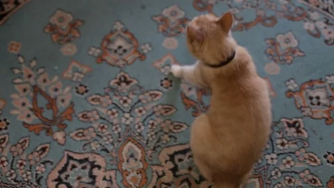 Cat.cat scratching himself with his paw Stock Footage 71716073
