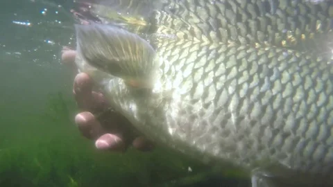 Catch and release of big chub fish Stock Footage 80424421