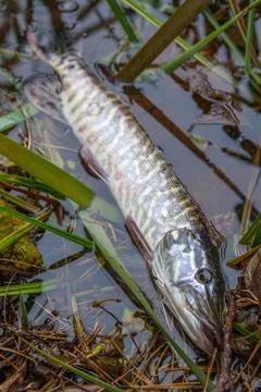Catch and release. Close up view of small freshwater pike in the water.. Stock Photos