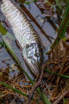 Catch and release. Close up view of small freshwater pike in the water.. Stock Photos