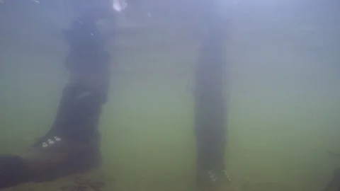 Catch and release fish underwater Stock Footage 80373418