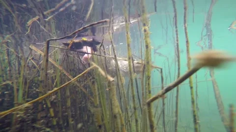 Catch and release Stock Footage 56351364