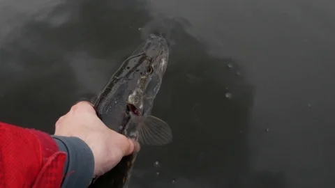 Catch and release northen pike Stock Footage 74675436